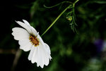 DSC_0429_re_s