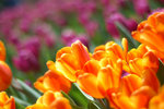 image0049