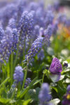 image0055