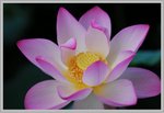 lotus M_41