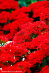 CNW_1980 copy