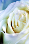 CNW_2150 copy