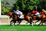 Horse(1)