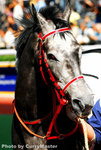 Horse(13)
