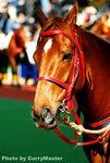 Horse(14)