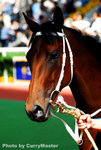 Horse(15)