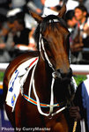 Horse(17)
