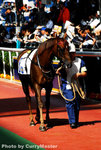 Horse(18)