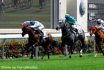 Horse(19)