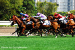 Horse(2)