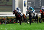 Horse(20)