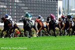 Horse(21)
