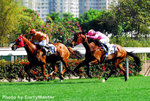 Horse(4)