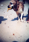 929LCA04(10)