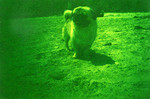 929LCA04(4)