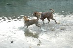 dog45