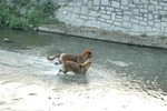 dog46