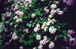 lomolca23Feb16