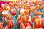 flower1