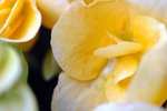 flower10