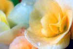 flower11