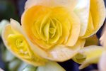 flower12
