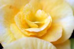 flower13