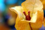 flower14