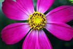 flower15