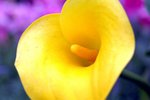 flower16
