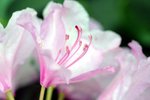 flower17