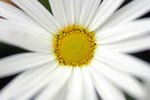 flower18