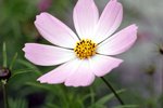 flower19