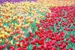 flower2