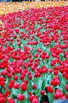 flower3