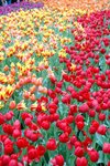 flower4