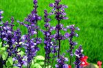 flower5