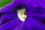 flower6