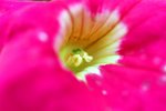 flower7