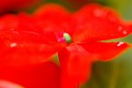 flower8