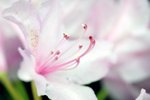 flower9