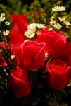 Flower(1)