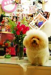 Flower(3)