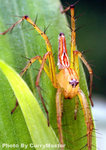 Fungyuen(1)