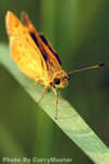 Fungyuen(6)