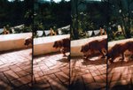 Lomo(34)