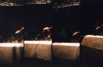 Lomo(35)