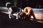 Lomo(4)