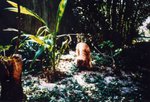 Lomo(5)