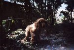 Lomo(6)